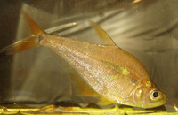 Roeboides guatemalensis, Guatemalan headstander: aquarium