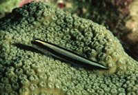 Elacatinus genie, Cleaner goby: aquarium
