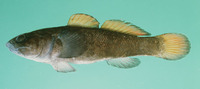 Bathygobius niger, Black minigoby: