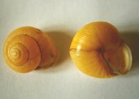 Cepaea hortensis - White-lipped Grove Snail