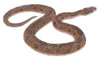 Image of: Daboia russelii (Russell's viper)