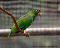Puerto Rican Parrot - Amazona vittata