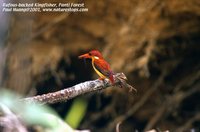 Rufous-backed Kingfisher - Ceyx rufidorsa