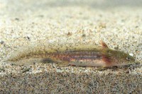 : Ambystoma macrodactylum columbianum; Long-toed Salamander
