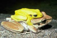 : Litoria lesueurii; Lesueur's Frog