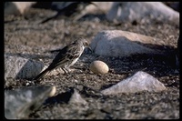 : Nesomimus macdonaldi; Hood Mockingbird