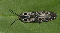 : Alaus oculatus; Eastern Eyed Click Beetle