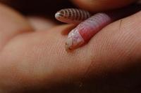: Geocalamus acutus; Voi Wedge-snouted Worm Lizard