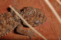 : Nephrurus amyae; Knob-tailed Geckos