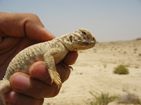 : Uromastyx loricatus; Mesopotamian Spiny-tailed Lizard