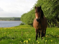 Hest (Equus caballus) Foto/billede af