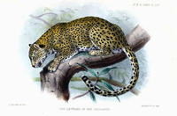 Leopard of the Caucasus