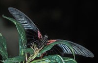 Papilio memnon - Great Mormon