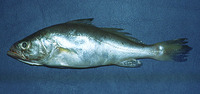 Cynoscion leiarchus, Smooth weakfish: fisheries, gamefish