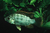 Oreochromis malagarasi, : fisheries