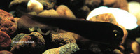 Amia calva, Bowfin: gamefish, aquarium