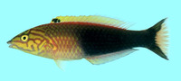Pseudojuloides atavai, Polynesian wrasse: