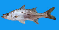 Centropomus medius, Blackfin snook: fisheries, gamefish