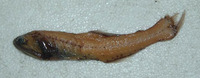 Nannobrachium achirus, Lantern fish: