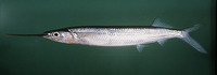 Hemiramphus depauperatus, Tropical half-beak fish: fisheries