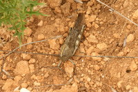 Anacridium aegyptium - Egyptian Locust
