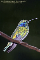 Colibri thalassinus - Green Violet-ear