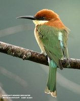 Chestnut-headed Bee-eater - Merops leschenaulti