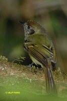 Sepia-capped Flycatcher - Leptopogon amaurocephalus