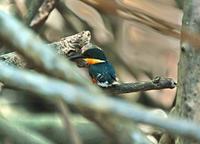American Pygmy Kingfisher   