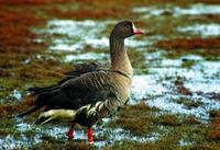 Lesser White-fronted Goose with satellite transmitter