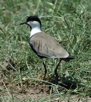 Spur-winged Lapwing p.126