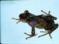 : Batrachyla leptopus; Gray Wood Frog