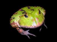 : Ceratophrys cornuta; Horned Frog, Green Phase