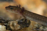 : Eurycea junaluska; Junaluska Salamander