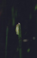 : Hyperolius nasutus; Long Reed Frog