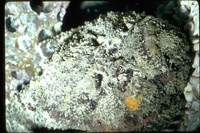 : Synanceia verrucosa; Stonefish