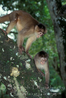 : Cebus sp.