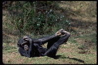 : Pan troglodytes; Chimpanzee