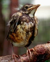 : Turdus migratorius; American Robin