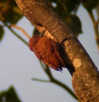 Rufous Woodpecker (Celeus brachyurus) 2005. január 8. Ramnagar