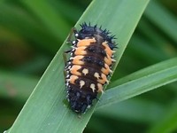 Harmonia axyridis - Asian Lady Beetle