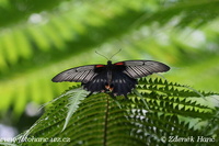 Papilio memnon var. alcanor