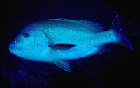 Lutjanus rivulatus, Blubberlip snapper: fisheries, aquaculture, gamefish