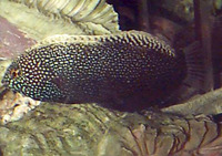 Macropharyngodon negrosensis, Yellowspotted wrasse: aquarium