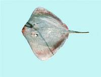 Dasyatis thetidis, Thorntail stingray: fisheries, gamefish