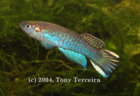 Aphyosemion guineense, Guinean killi: aquarium