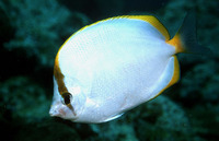 Chaetodon sanctaehelenae, Saint Helena butterflyfish: aquarium