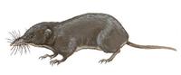 Image of: Solisorex pearsoni (Pearson's long-clawed shrew)
