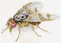 Image of: Ceratitis capitata (Mediterranean fruit fly)