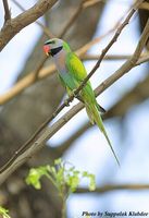 Red-breasted Parakeet - Psittacula alexandri